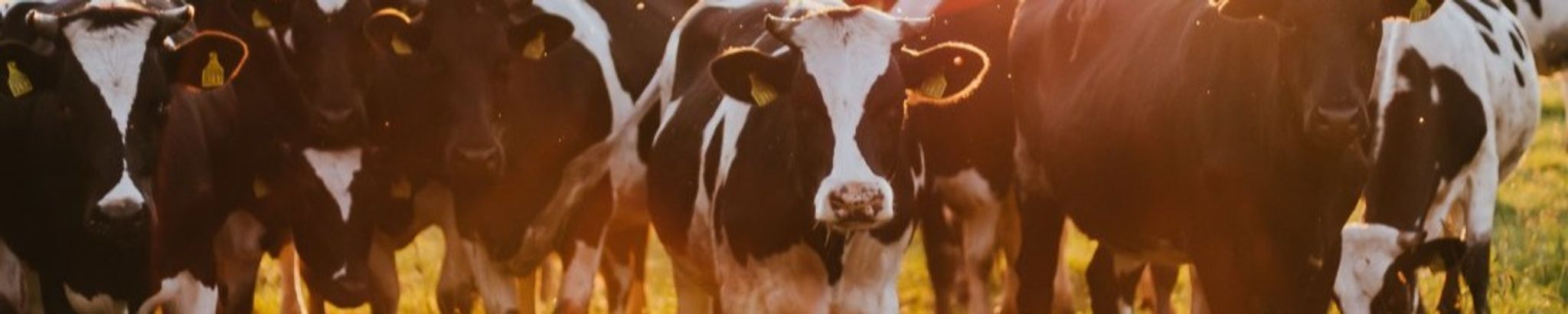 Cover for Johannes "John" DeBoer's Obituary