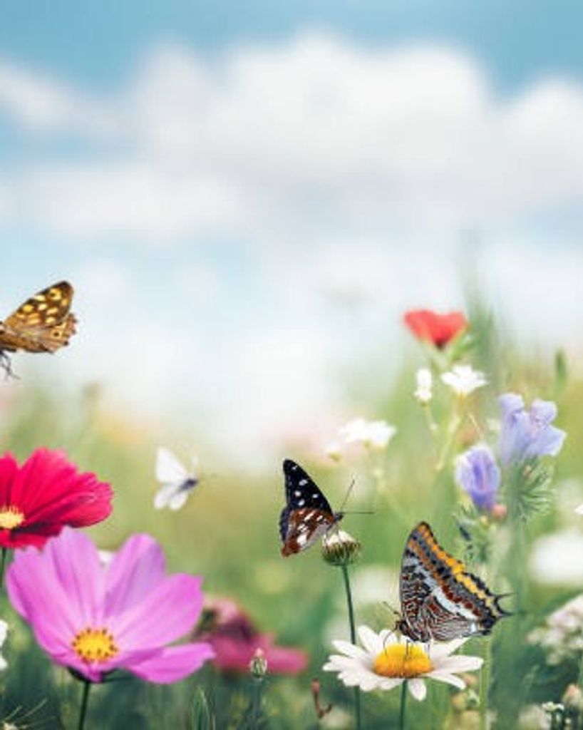 Joan Lee Profile Photo