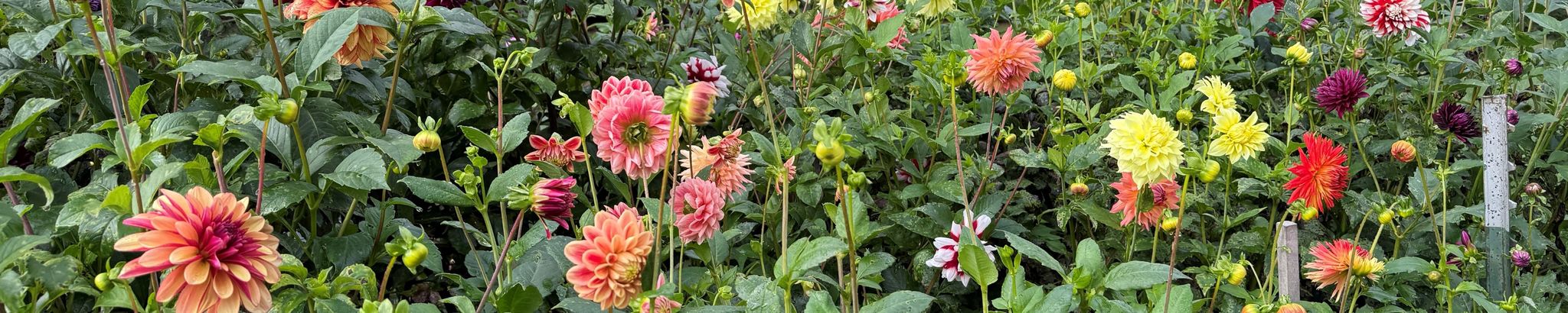 Cover for Donna R. Brown's Obituary