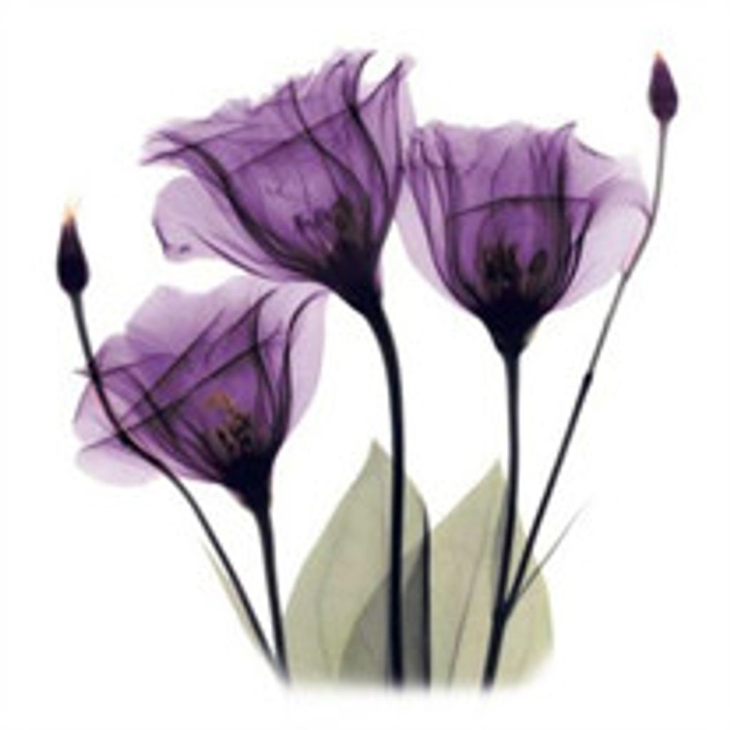 Mrs. PAULINE ROBERTSON BLOSSOM