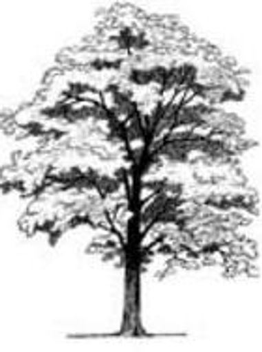 Arnold  Sanford Macausland Profile Photo