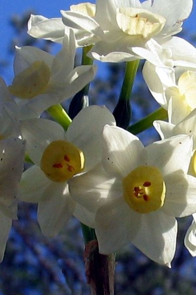 Jerry Lewis Hamilton