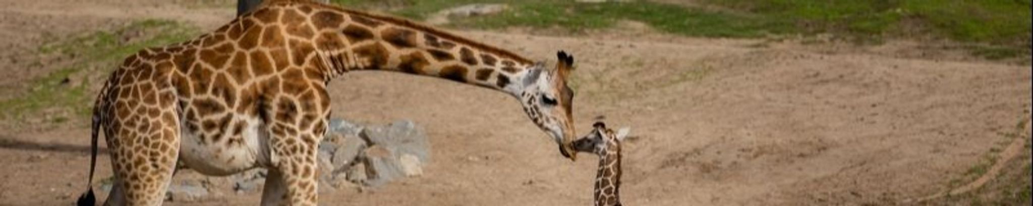 Cover for Patricia Alice Lanier's Obituary