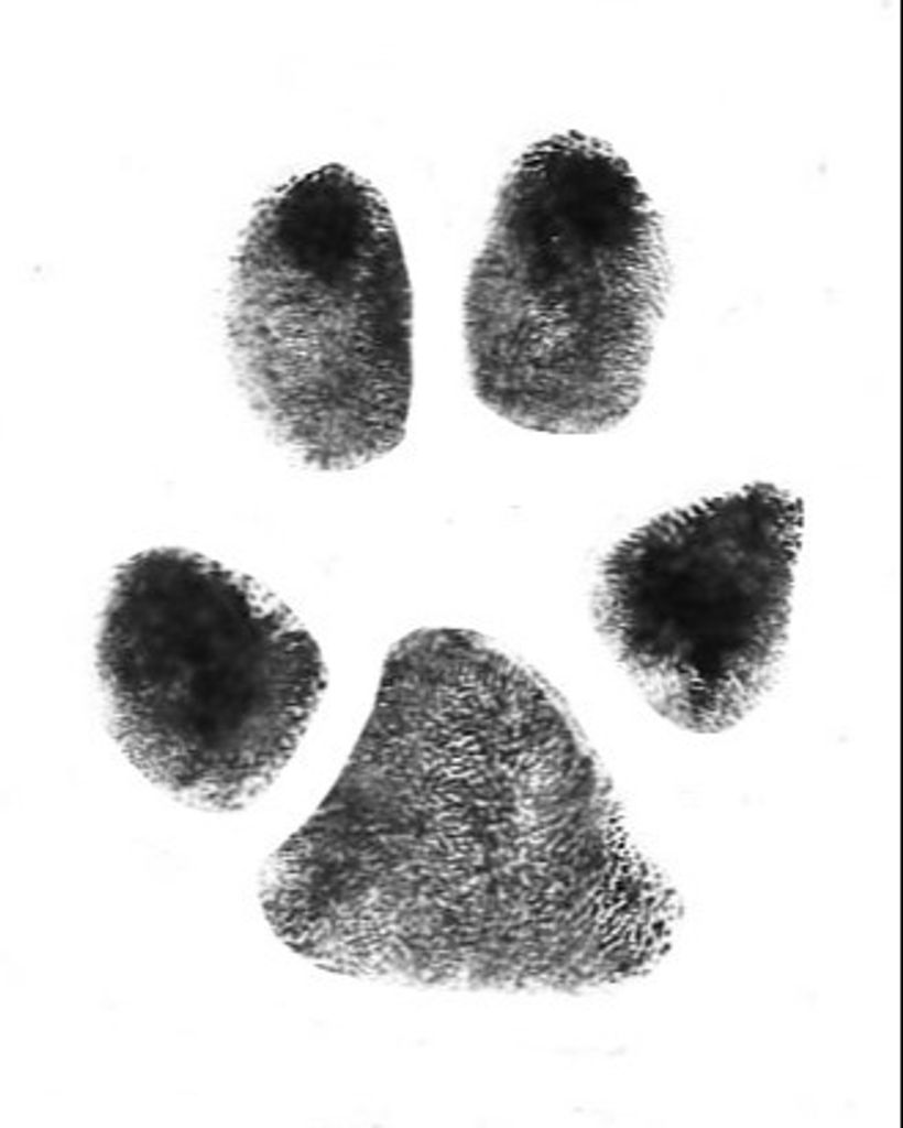 Bella Nguyen Profile Photo