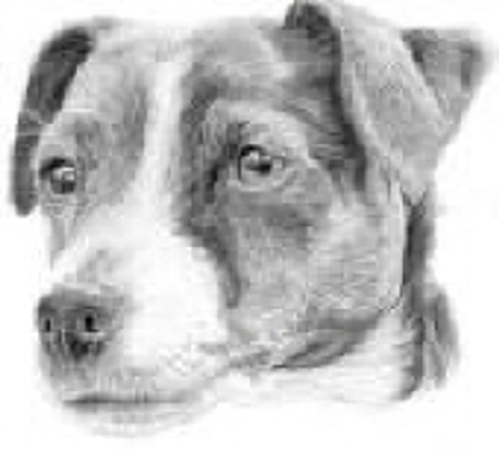 Zipper Lyttle Profile Photo