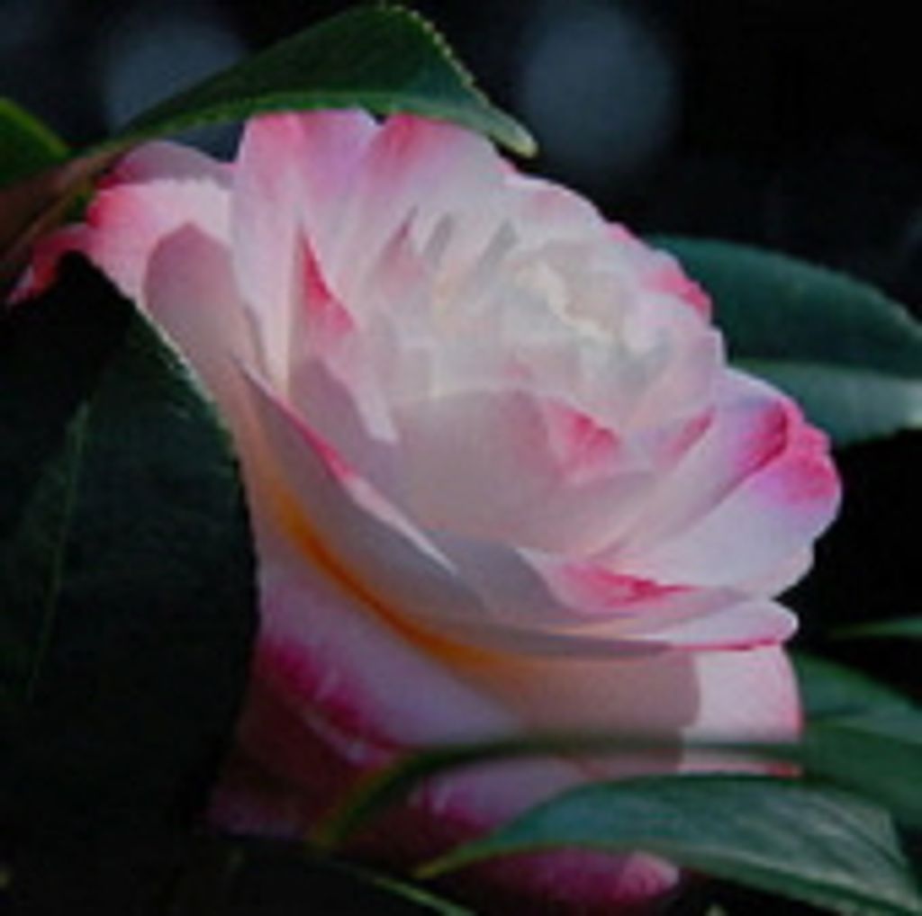 Perdita Arnett Brantly