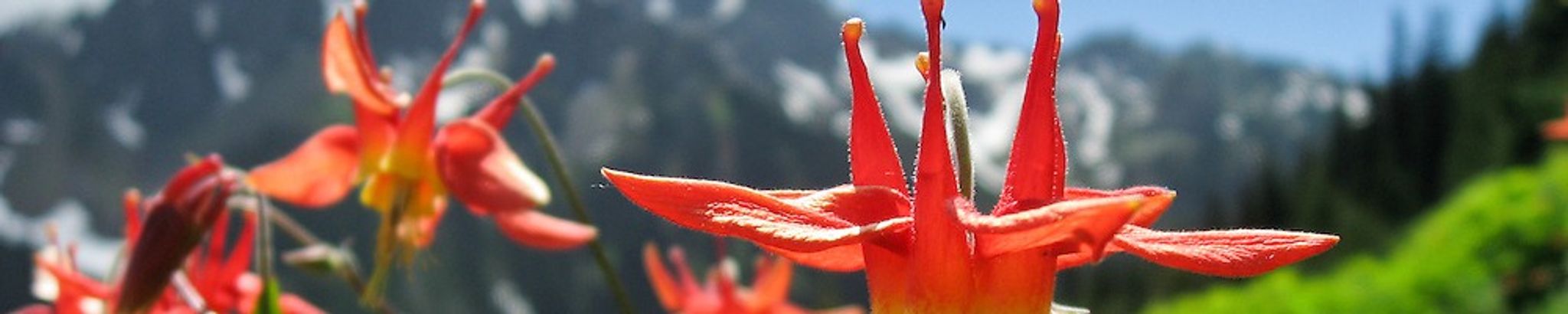 Cover photo for Betty Jewel Blain's Obituary