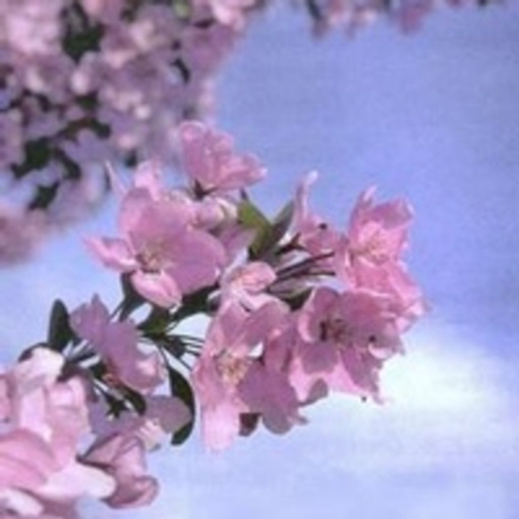 Anna 'Margaret' Lamb