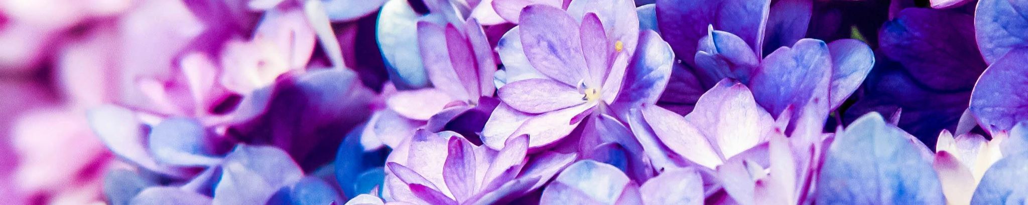 Cover for Robin J. Canady's Obituary