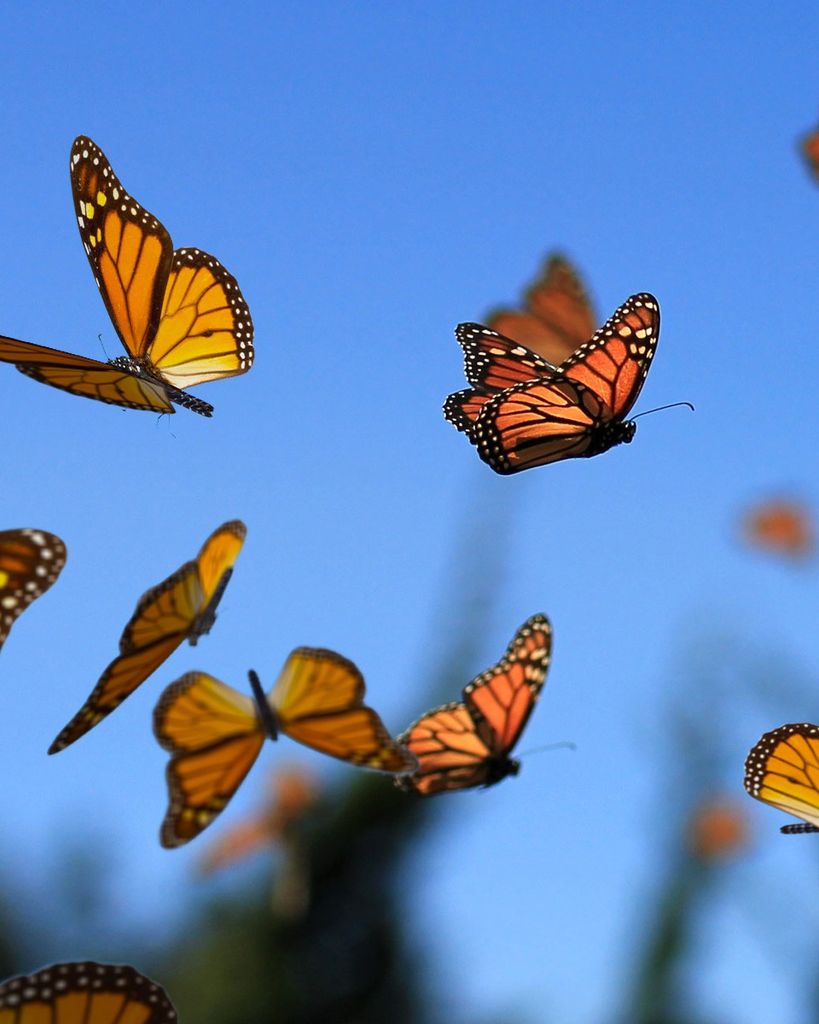 Minnie Ann (Mullins) Newman