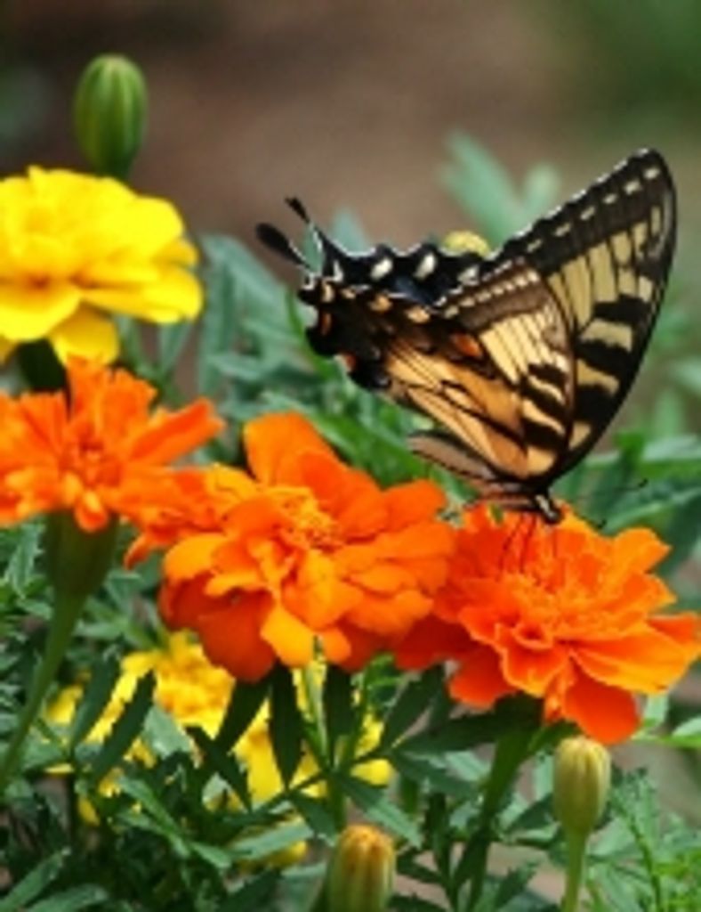 Tamara "Tammy" K. Boley