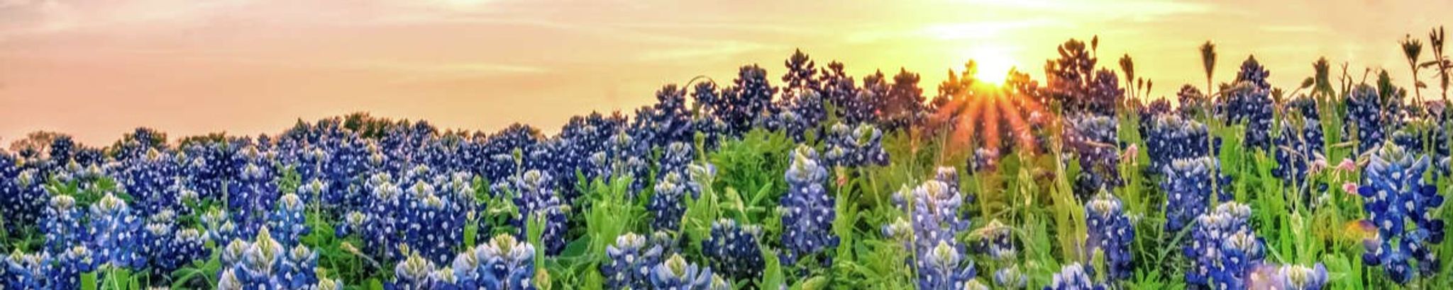 Cover photo for Barbara Ann Coleman's Obituary