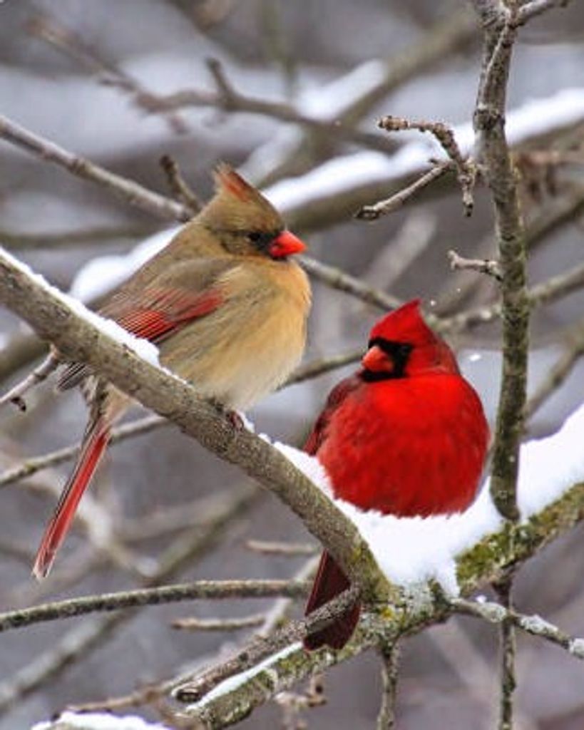 AnnaBelle Fleegle Profile Photo