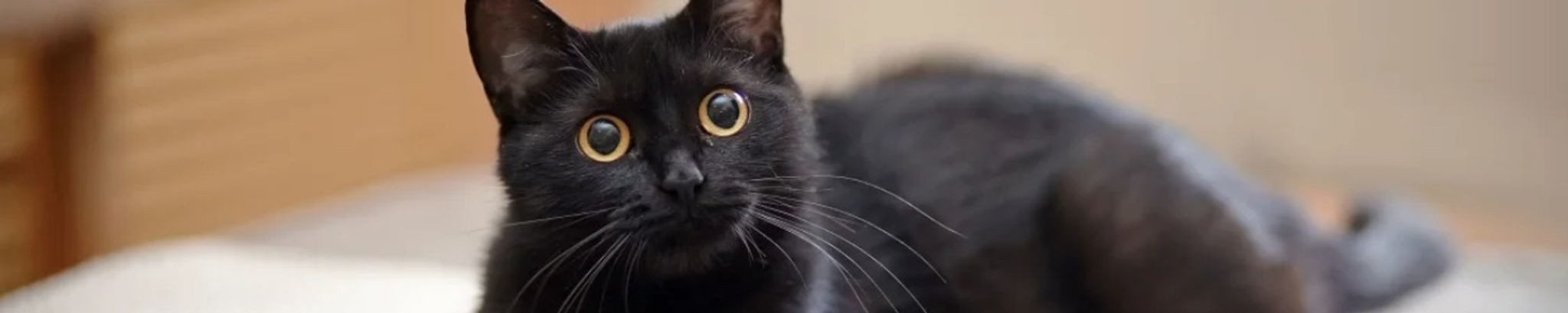 Cover for Ramona M. Eberhart's Obituary