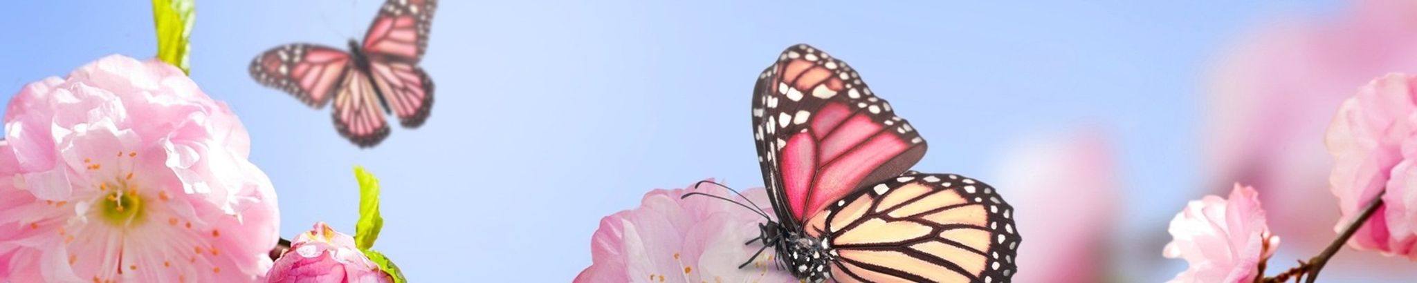 Cover photo for Cindy Rae Friesen's Obituary