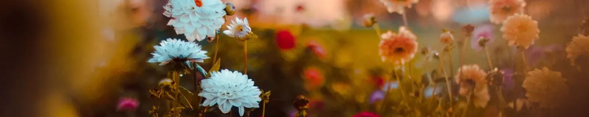 Cover for Patricia Ann Hamercheck's Obituary