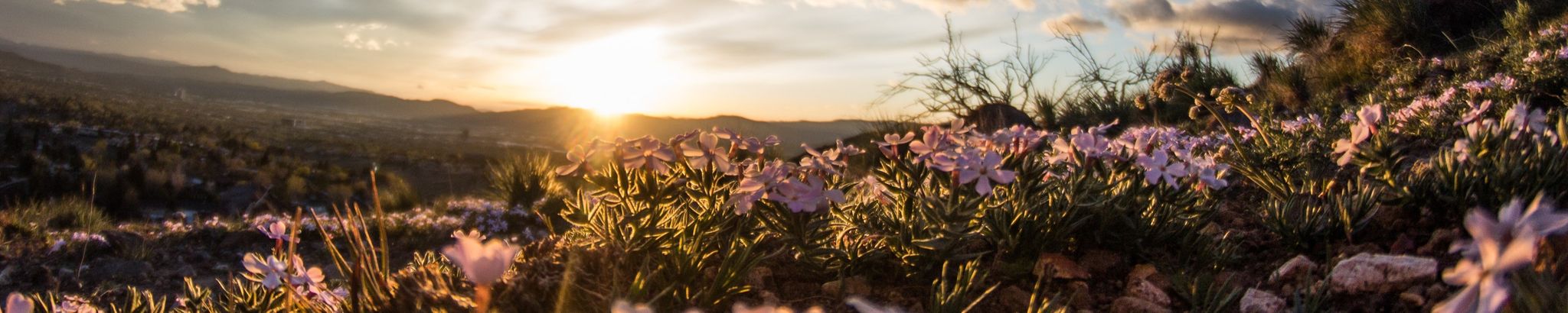 Cover for Ilse J. Stone's Obituary