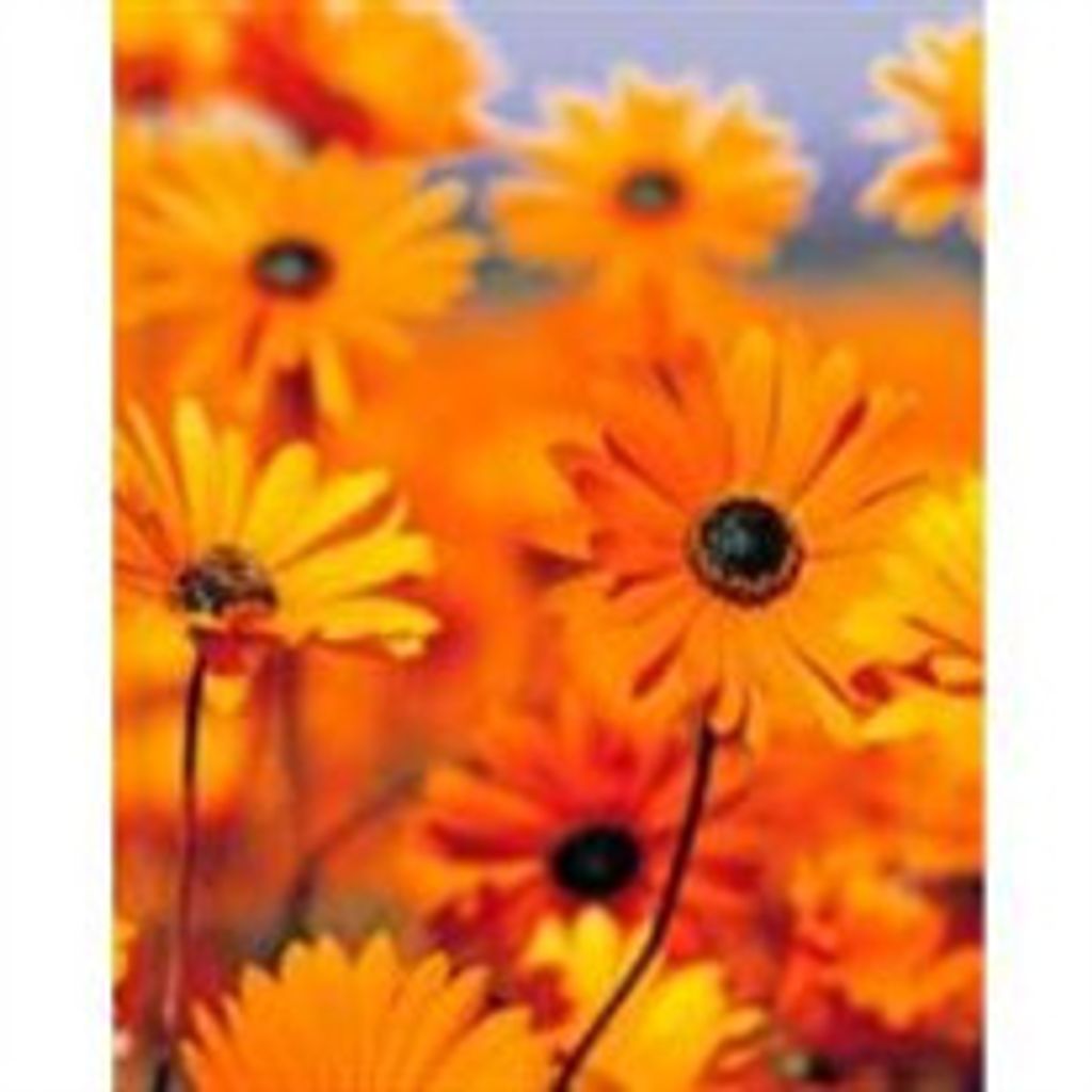 Sherry Sue Brown