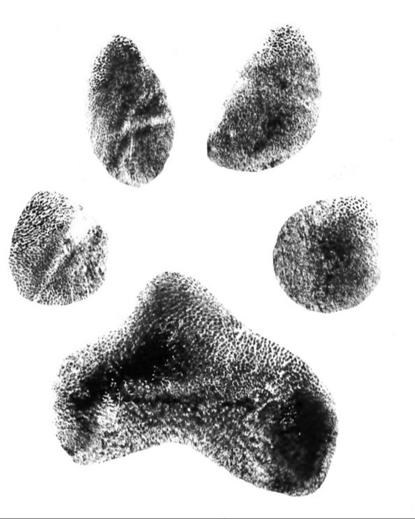 Bear Conley Profile Photo