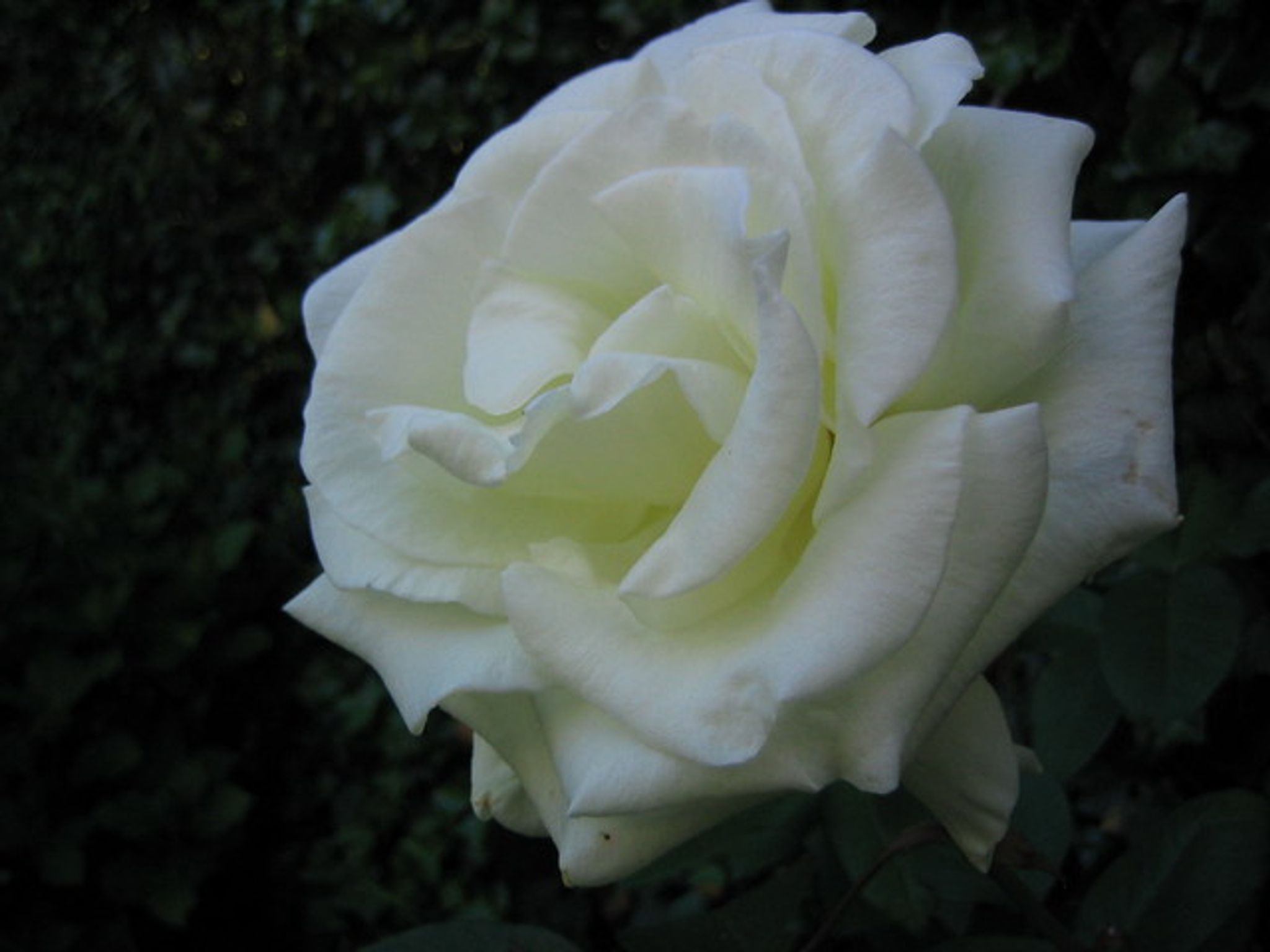 Cover photo for Hazel Silvers Jackson's Obituary