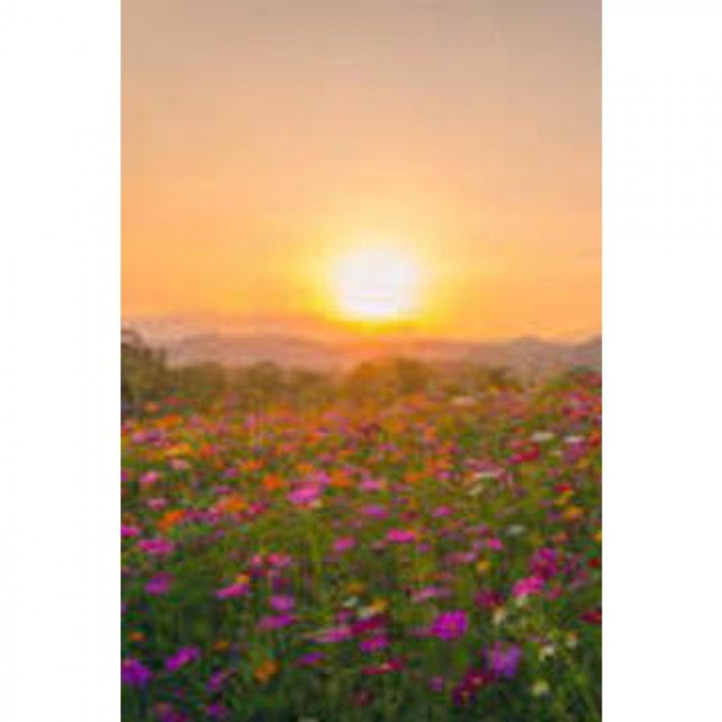 David Jospeh Litschi Profile Photo