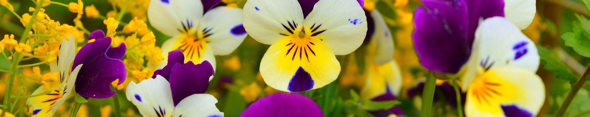 Cover photo for Gladys Maddox's Obituary