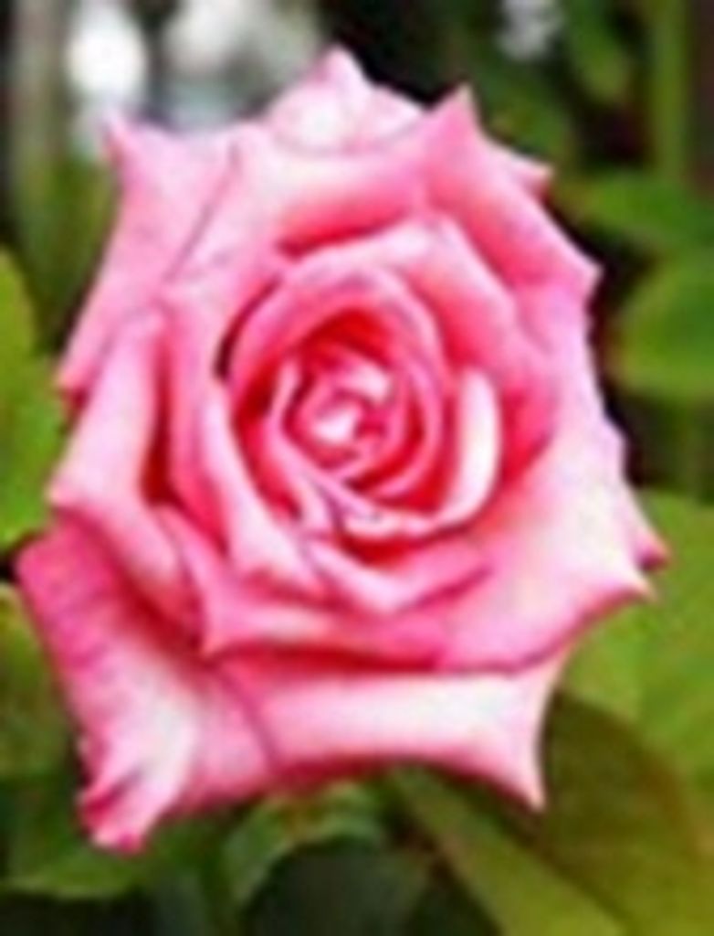 Rose Orlich
