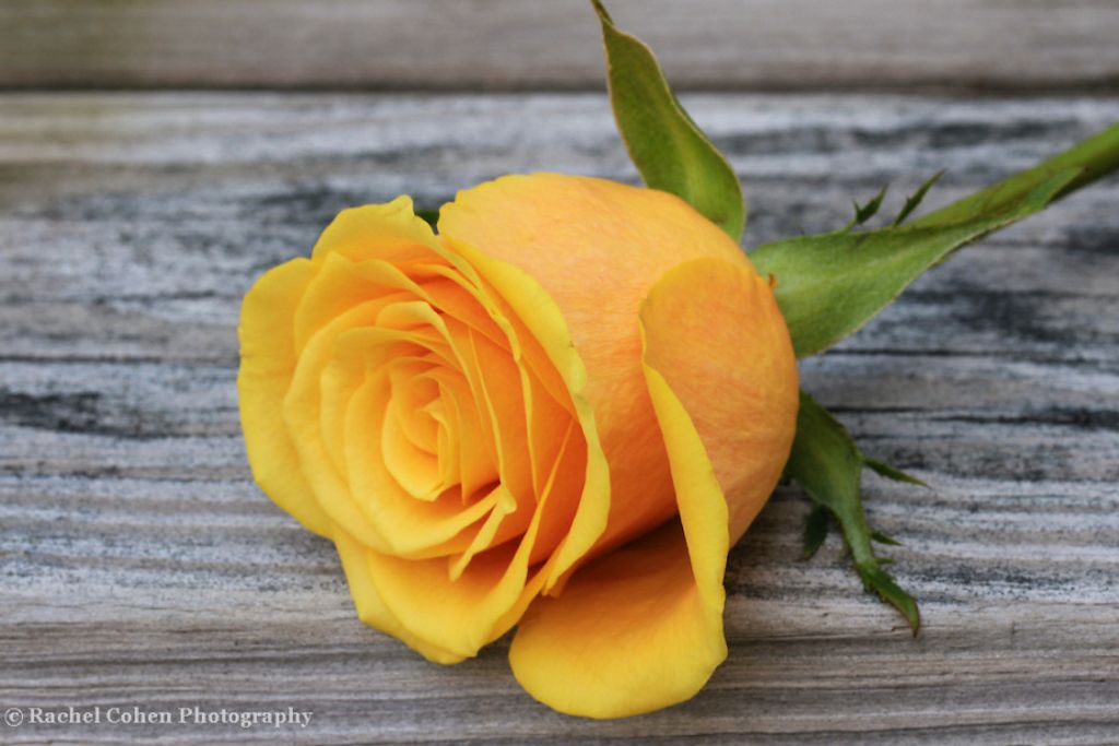 Yvonne (Roof)  Beckham