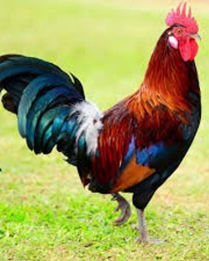 Berdella Dorothy Brettin