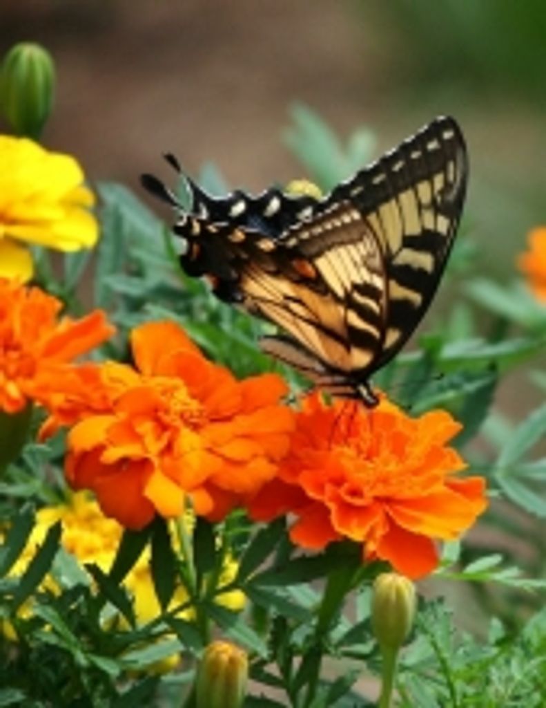 Loretta "Rita" Painter