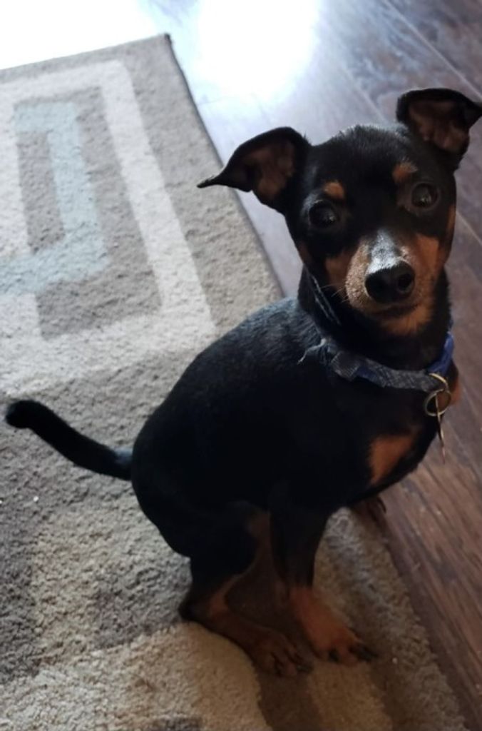 Ranger Our Buddy Profile Photo