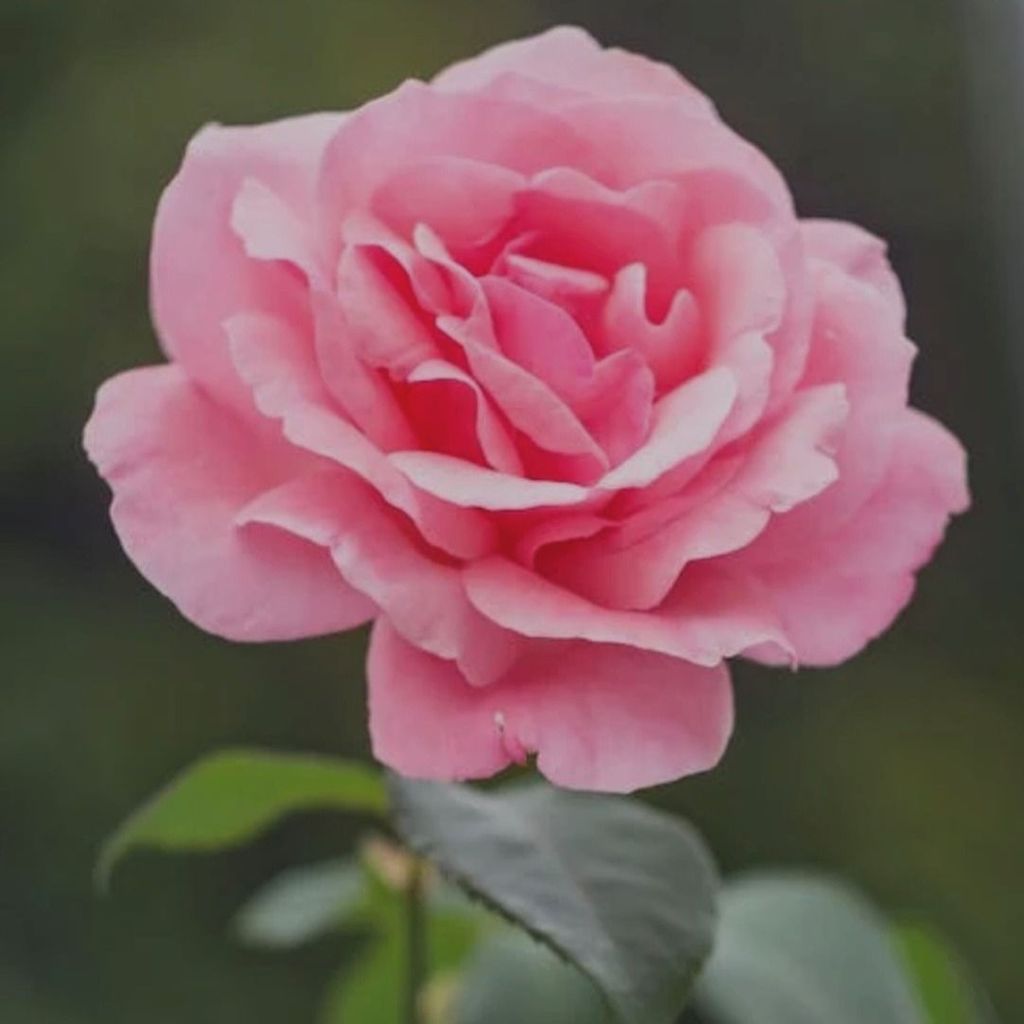 Erania Vensel