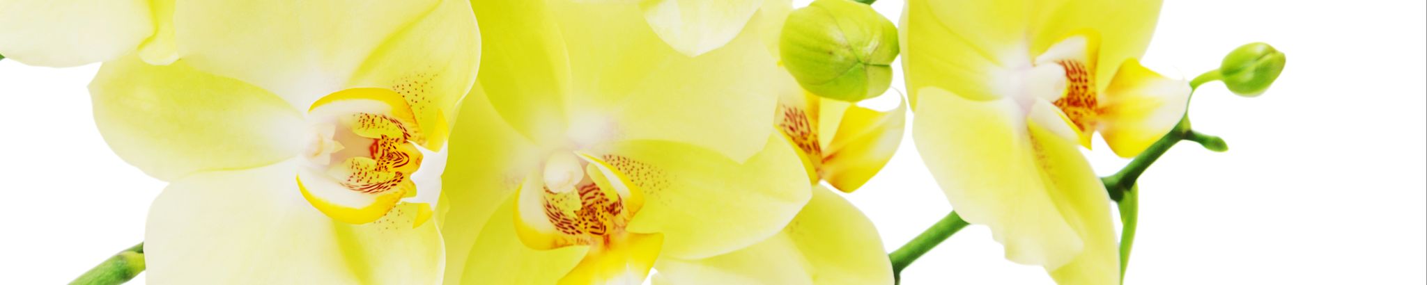 Cover photo for Loretta J LaMalfa's Obituary