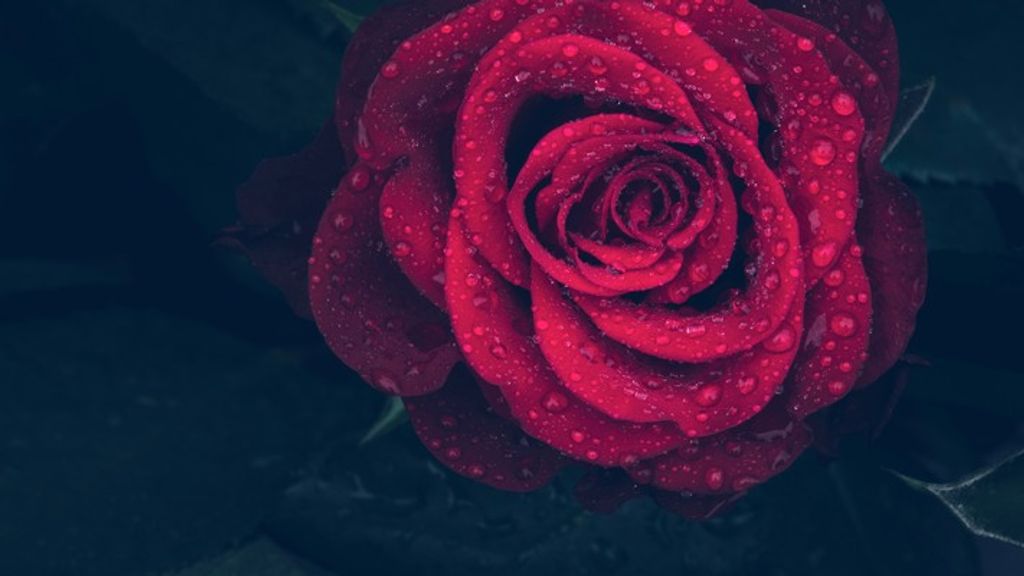 Gerarda Davila Profile Photo