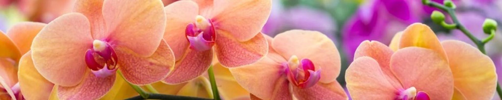 Cover photo for Estelvina Fontinelli's Obituary
