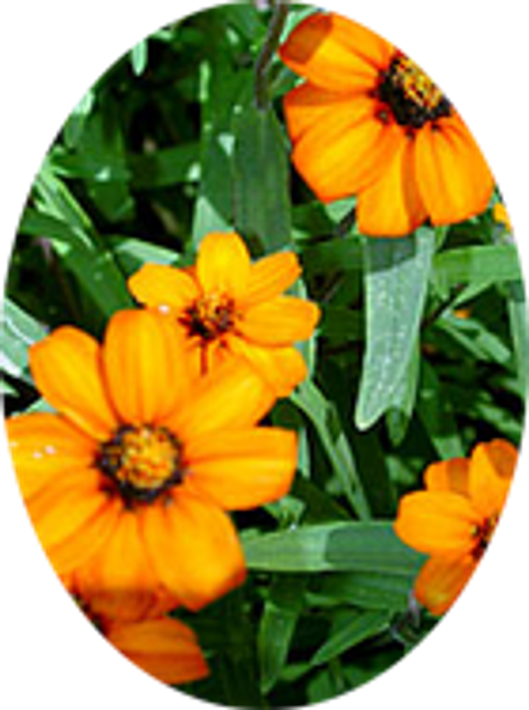 Doris Witzel Profile Photo