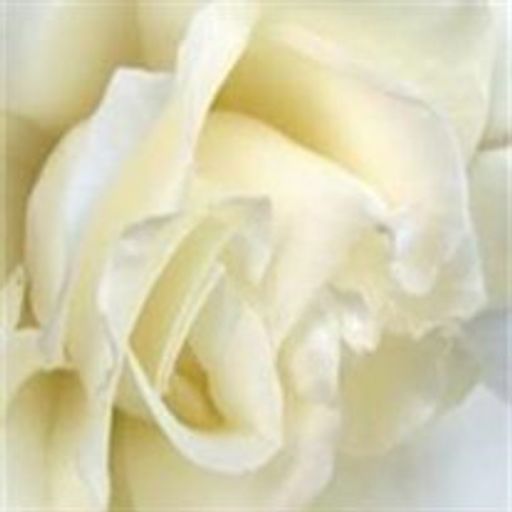 M.  Louise Gurley Profile Photo