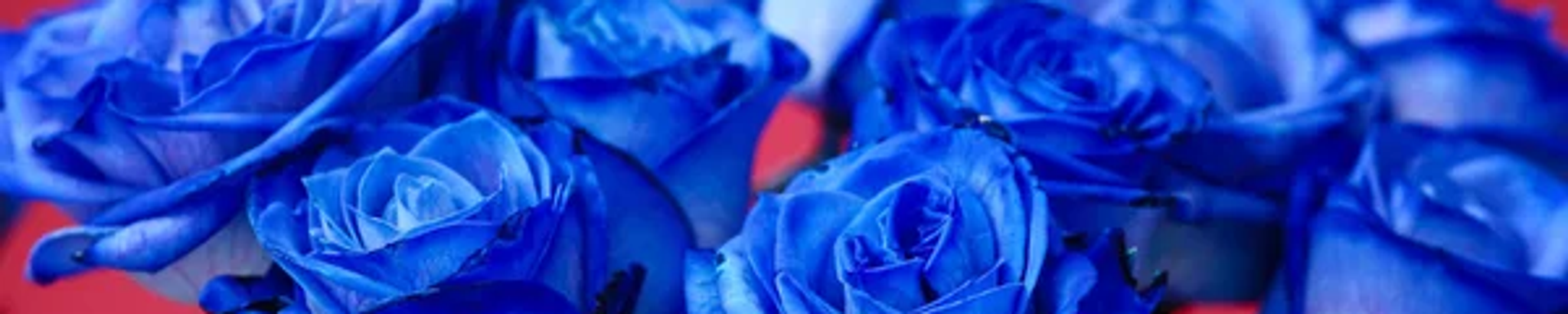 Cover for Florence D. Hudson's Obituary