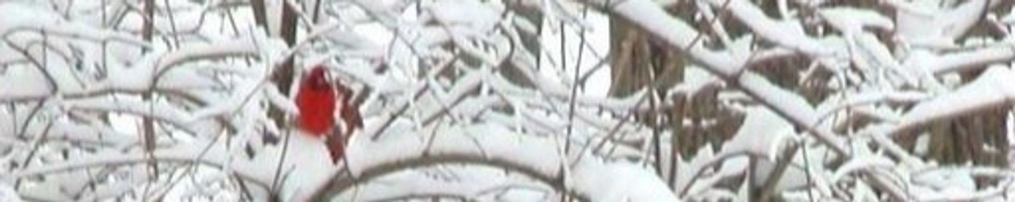 Cover for Claudine Elyse Figueroa's Obituary