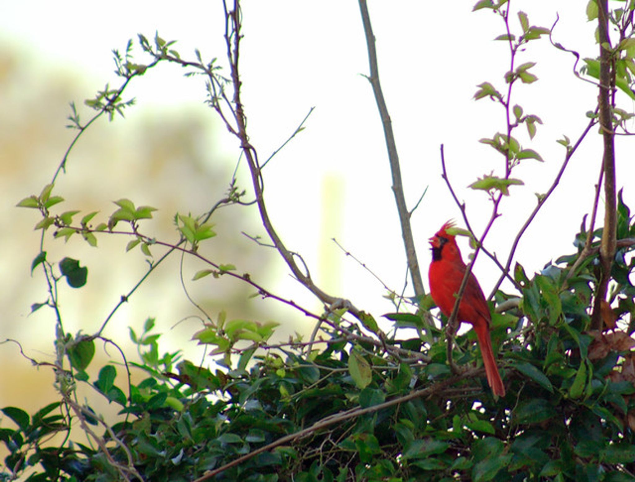 Cover for David Michael Howell's Obituary