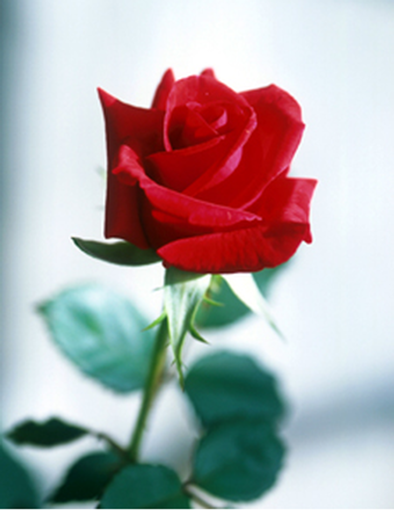 Jane K (Sadorus) Hightower