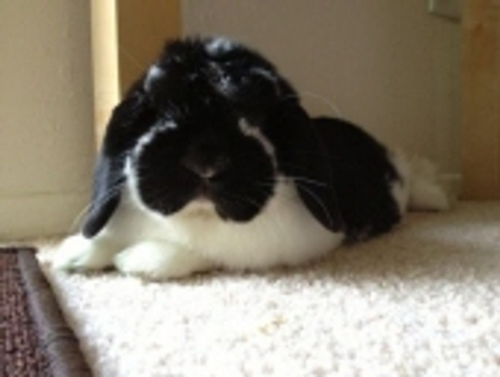 Darby Harwell Maki Profile Photo