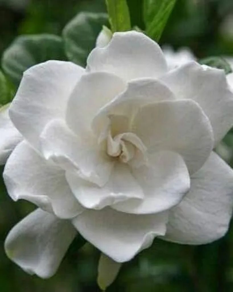 Maria Elizabeth Esteves Dias