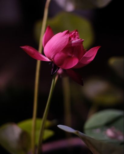 Helen Elaine Reed Profile Photo