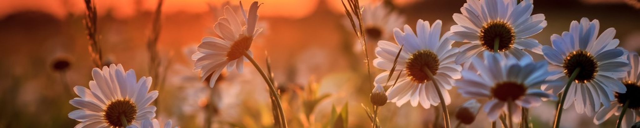 Cover for Tonya Franklin's Obituary