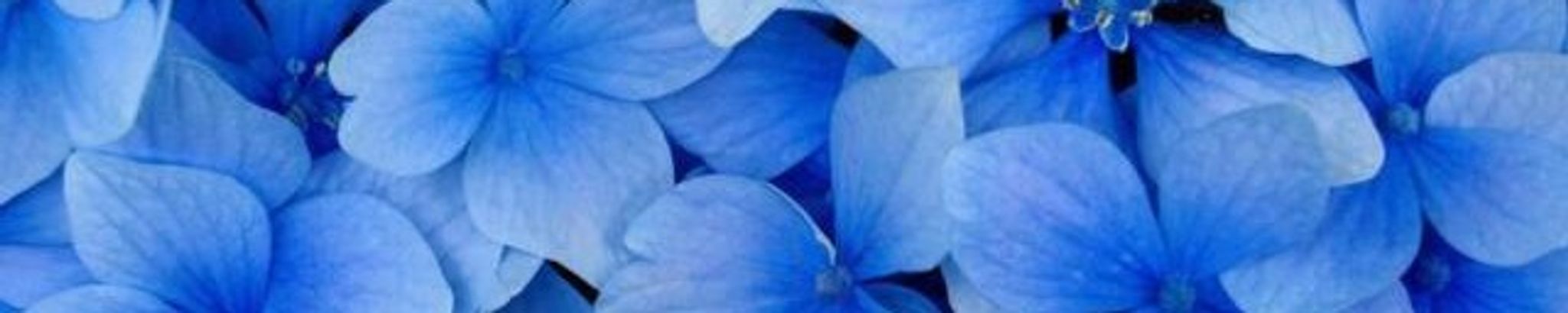 Cover photo for Debra Gullickson's Obituary