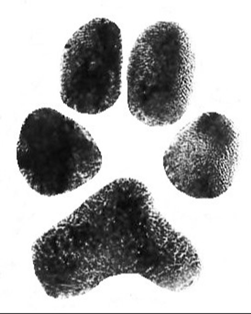 Percy Anderson Profile Photo