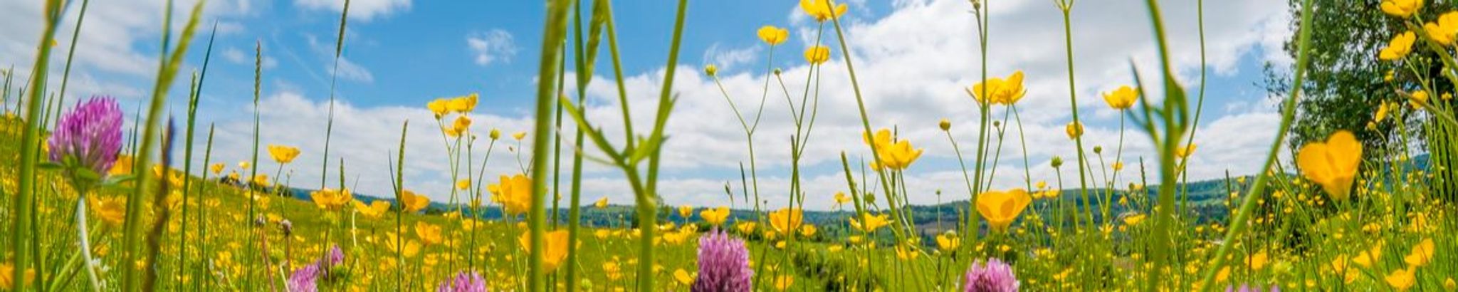 Cover for Darlene Kay Black's Obituary