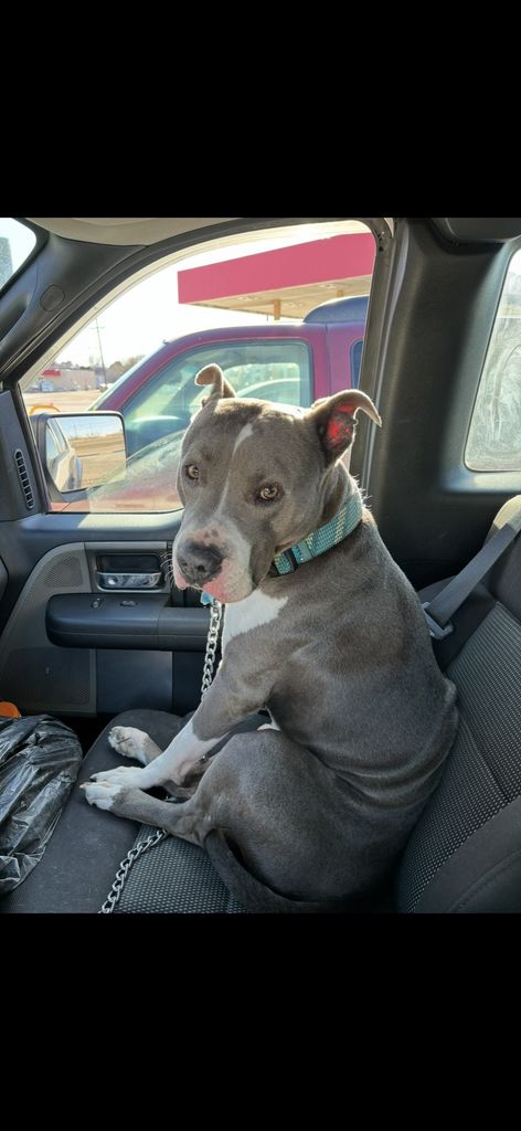 Blue Willis Profile Photo