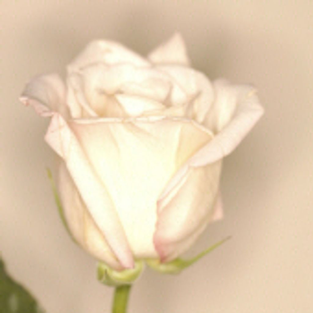 Betty Lou Hoffman Roney